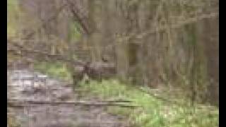 Animals in wild nature of Makariv