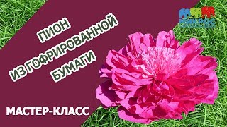 Ростовой пион из гофрированной бумаги: мастер класс как сделать своими руками