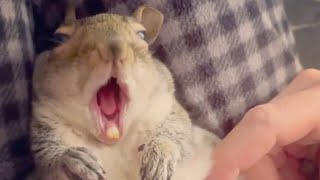 Woman raises squirrel rejected by mom