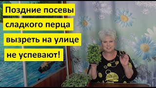 Срочно сейте сладкий перец для открытого грунта! Если пока еще не сделали этого.