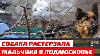 Собака растерзала 11-летнего мальчика в Подмосковье. Новости сегодня