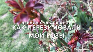 Как перезимовали мои розы.