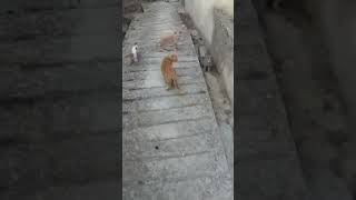 CAT GANG FUNNY CATS #short