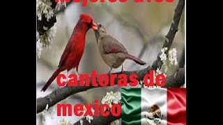 mejores aves cantoras de mexico