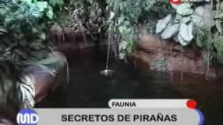 Unas pirañas se comen un pollo en cuestión de minutos