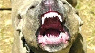 ПОЛЬША: Пес отгрыз трубу... (crazy dog) POLAND
