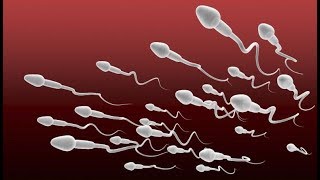 ¿Cuánto tiempo vive un espermatozoide?