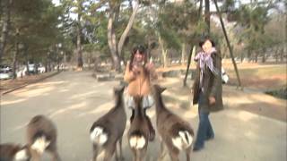 yukarin vs shika