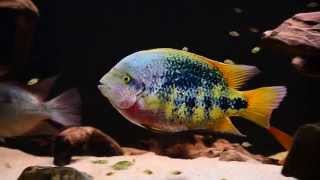 Paraneetroplus Bifasciatus possibly sick?