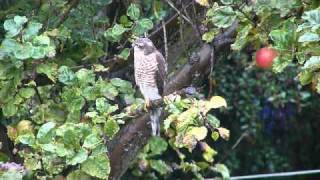 Sparrowhawk in HD