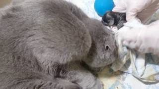 РОДЫ. Шотландская вислоухая кошка !!!!! / LABOUR Scottish Fold !!!!!