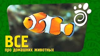 Всем Известная Рыба Клоун (Часть Первая). Все О Домашних Животных