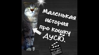 Маленькая история про кошку Дусю. Милые домашние питомцы.