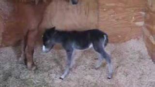 Baby Miniature Pony