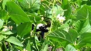 Пчела плотник опыляет цветок фасоли Carpenter bee and flower