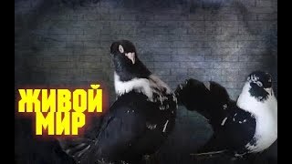 РОСТОВСКИЕ БЕЛОГРУДЫЕ ГОЛУБИ ЮРИЯ ЗВЯГИНЦЕВА