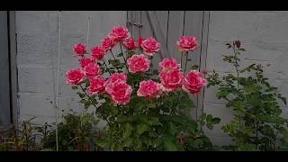 Pink Intuition роза