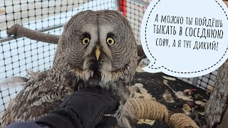 Рыбка Хайп поживает. Выманиваем перо у неясыти Кофи. Сова Ёль ленится есть и шевелиться