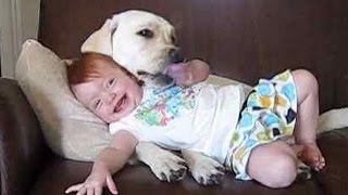 【おもしろ犬】赤ちゃんのお守りもできる賢いワンちゃん動画