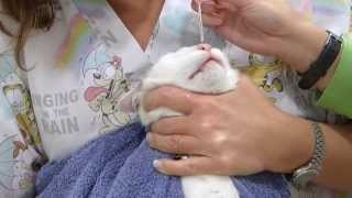 Manejo de un gato difícil con ayuda de una toalla. www.centauroveterinarios.com Alcorcón Veterinario