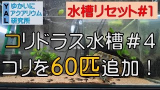 【コリドラス水槽#4×YAL】コリドラスを60匹追加したよ！【ゆかいにアクアリウム研究所】
