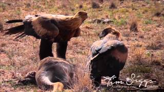 Wedge Tailed Eagle (Aquila audax) Clip 2