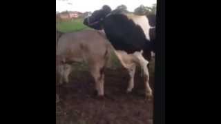Donkey kicks disobedient cow