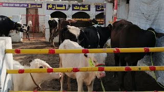 Beautiful Cow For Sale in Reasonable Price | خوبصورت بچھڑیاں اور دودھ والے جانور خریدنے کے لیے رابطہ