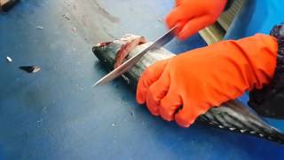 Palamut Balığı nasıl temizlenir ? Bonito fish  palamida