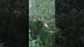 Bulbul sayrashi Samarqand