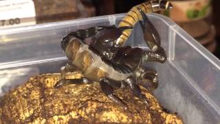 Scorpion Feeding Video 10