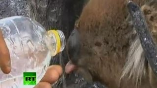 Мужчина поит коалу, выжившего в пожаре