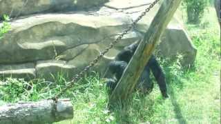 Горилла. Gorilla. Moscow Zoo.