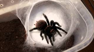 Brachypelma vagans плетение кокона