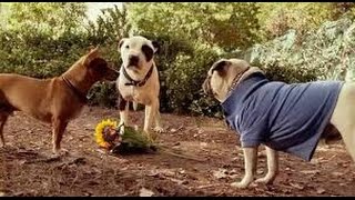 PERDIDO PRA CACHORRO 3 filme completo