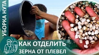 ☘ Уборка урожая нута: как быстро очистить нут от шелухи вручную
