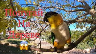 Parrot caique Martin on the tree / Попугай каик Мартин залез на дерево и не хочет спускаться