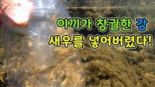 이끼가 창궐한 강에 대량의 새우를 넣으면?