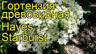 Гортензия древовидная Хайес Старбёрст. Краткий обзор, описание hydrangea arborescens Hayes Starburst