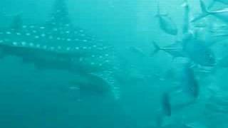 Whale Shark at Sail Rock - Koh Phangan
