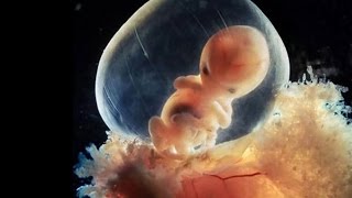 精子と卵子が赤ちゃんになるまでを捉えた神秘的画像達