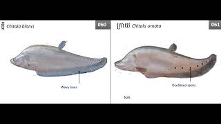 Fishes Species Document By WorldFish Org