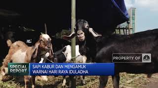 Serba-serbi Idul Adha: Sapi Kurban Kabur Hingga Presiden Liburan di Yogyakarta