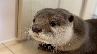 カワウソはよく鳴く！？喋ってる時の各鳴き声を解説します I'll explain the emotions an otter feels when it's talking.