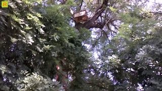 Выманиваем пчелу с дупла в ловушку