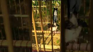 #trotolanmurai #trotolanmuraibatu #burung #muraitrotol murai trotol usia 2bulan