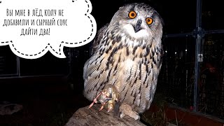 Сова филин Ёль продолжает тренировки меня. Я хорошо приношу вкусное, я молодец!