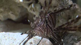 Lionfish Feeding Frenzy