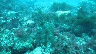 Солнечник и морской петух