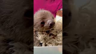 Baby Sloth Cincinnati Zoo #shorts
